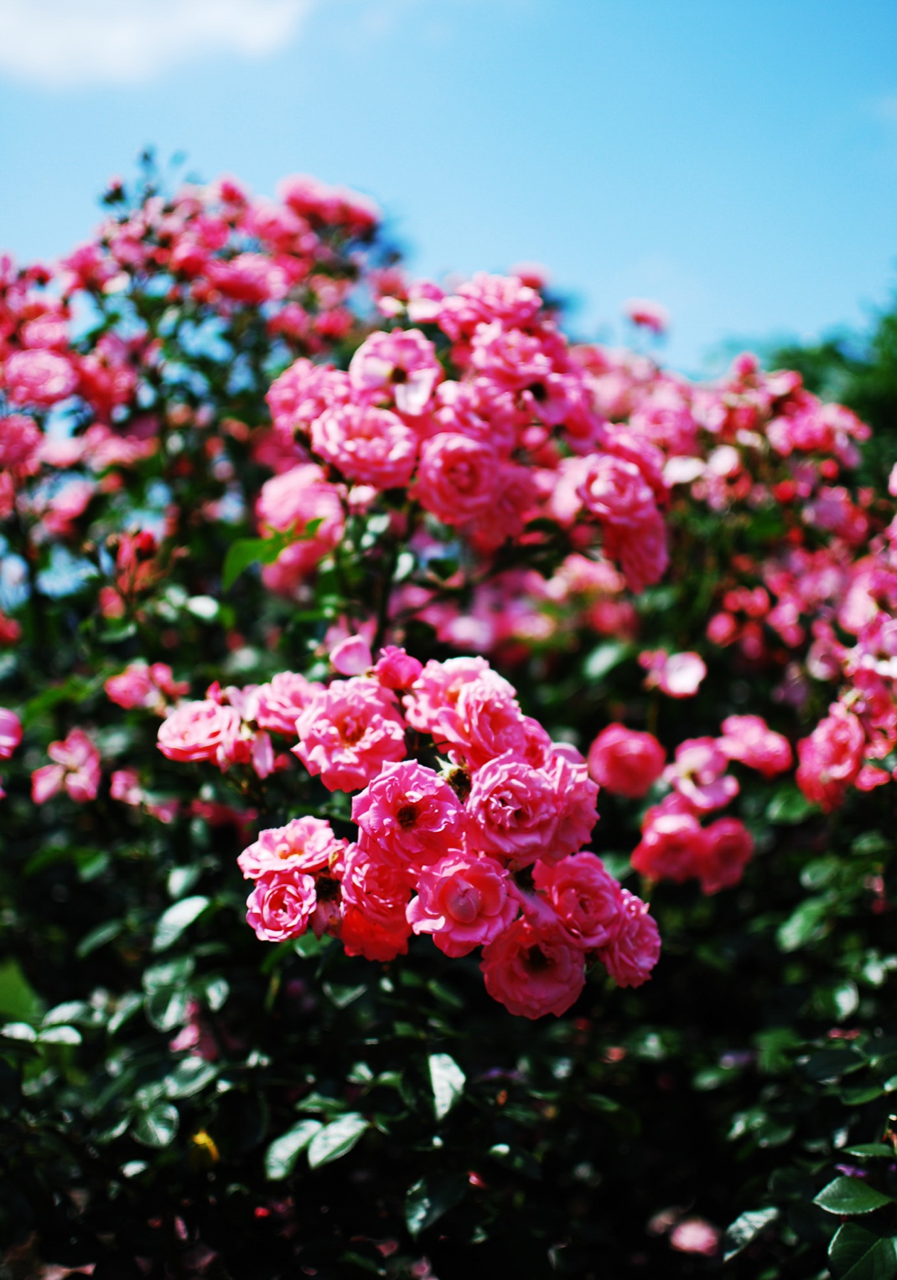 pink roses
